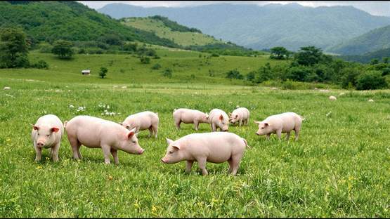 鹿児島県の自然の中で育つ健康な豚